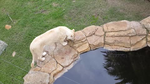 White Lioness enjoys a drink of water