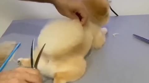 - Little Dog Gets Hair CutHero Dog saman dog hair cut viral short_1080p