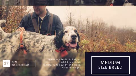 English Setter - Bird Dog Breed Profile