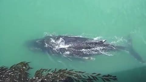 Humpback whale surprises visitors at California pier