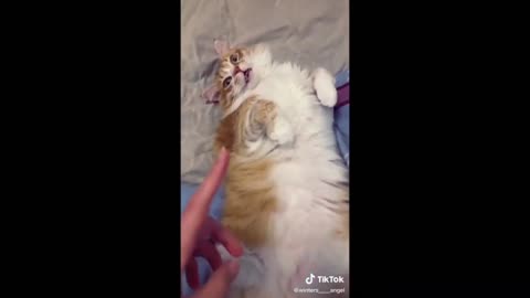 Woman Talking To Her Cat, Funny - Tiktok Cats (Funny Animals #370)