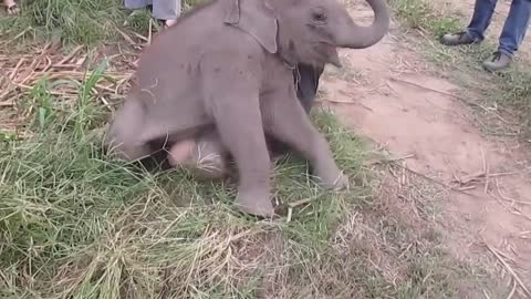 Baby Elephants Love to Hug