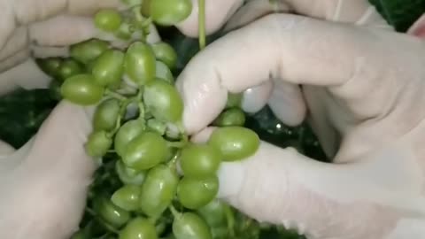 Green Grapes Asmr #asmr #grapes