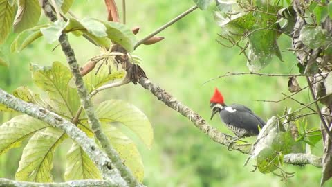 Strange birds