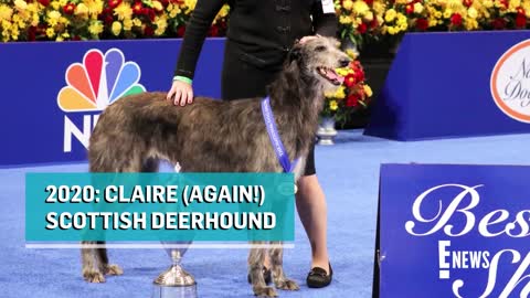 National Dog Show_ Meet This Year's BEST IN SHOW _ E! News