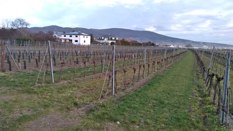 Bauernhof und Weinreben