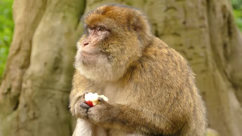 Mono Macaca Monkey beautiful Animal Apple Sylvanus