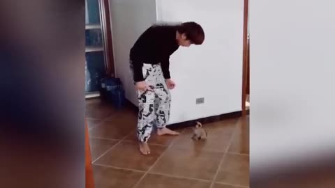 Funny Animals 2022 - Cute Dogs and Cats Doing Funny Things