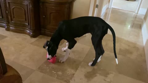 Funny Great Dane Puppy Runs Hallway Zoomies with Her Oinker Pig