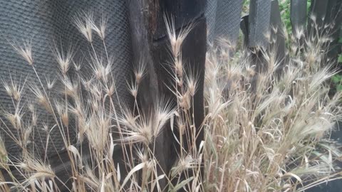 Colony of dry spikelets