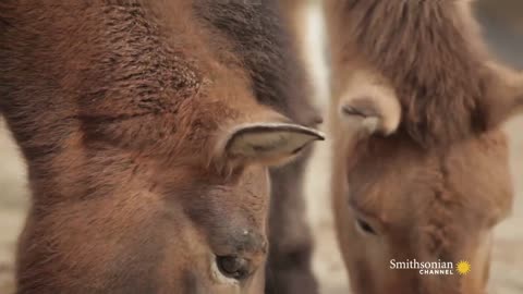 How the Przewalski Horse Gets Ready For Winter