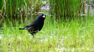 Grackle