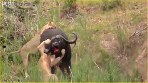 The Greatest Fights In The Animal Kingdom | Lion VS Buffalo