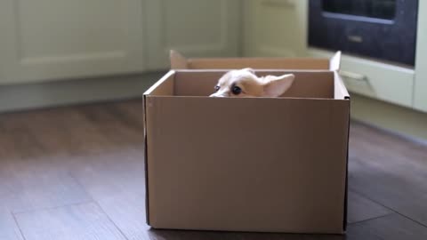 Welsh Corgi Puppy Sits in a Cardboard Box. Gift Puppy
