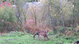 Fawn Torments Turkeys