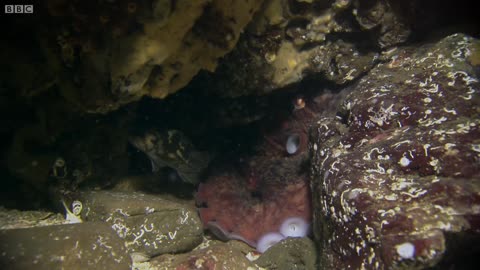 Octopus Steals Crab from Fisherman Super Smart Animals BBC Earth