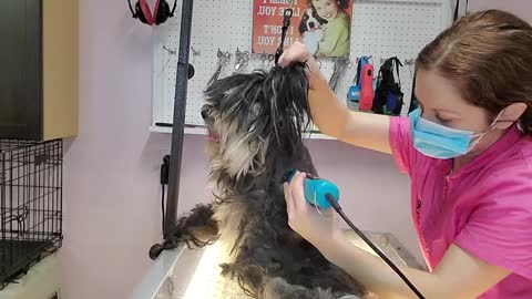 Cute Dog Transformation Very Matted Dog