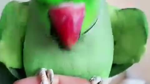 Green ring perrot