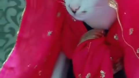 kajal cat Hcomedy video🙏💯💚😇🤩😍