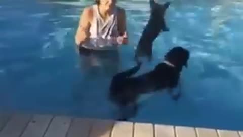Dog in the pool - jump on each other's back and cross the pool
