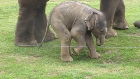 Cute baby elephant's first steps -and steps on his trunk!