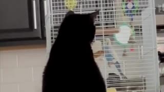 Adopting a Cat from a Shelter Vlog - Cute Precious Piper Watches the Birds #shorts