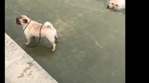 Funny and Cute Dog Fall in Water and Swim