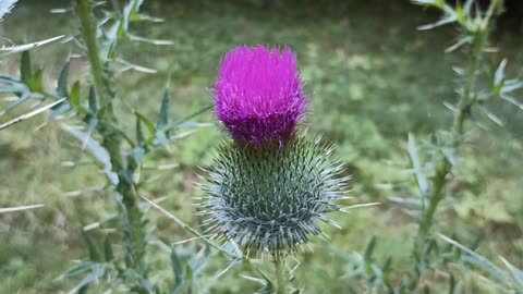 Milk Thistle