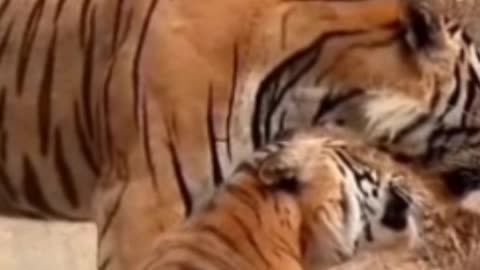 These Tigers Battle For Food