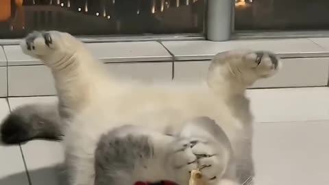 FUNNY & CUTE CATS