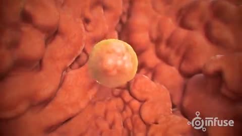 Fetal development. 3D animation