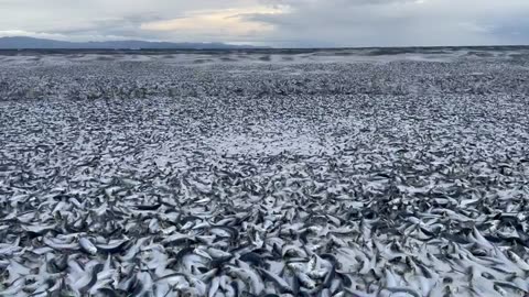 Tens of thousands of dead fish appeared off the coast of northern Japan