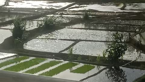 Rustic atmosphere of the house in the rice fields in the afternoon