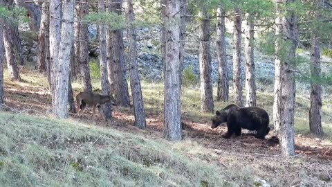 Wolf and Bear Share a Meal