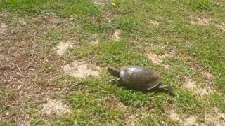 A Turtle Visitor