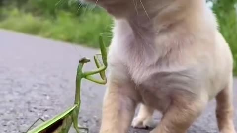 Small Puppy dog playing with Grasshopper