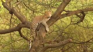 Nature documentary with calming music