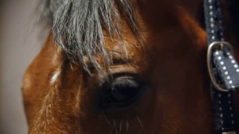 Riding a horse - brown horse face in leather reins