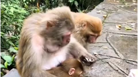 Daily Funny Animals & Cute Pets Viral Videos | Animals LOL Moments #funnyanimals #shorts