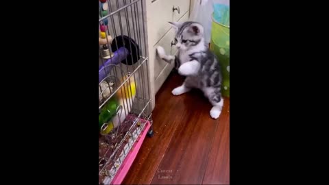 Try Not To Laugh While Watching Funny Pets Compilation 💗 Cutest Lands