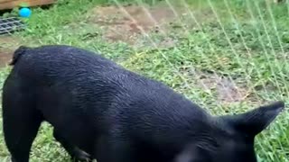 Adorable dog playing with water