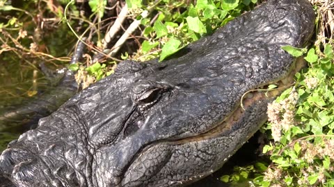 Florida Gator