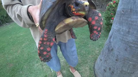 Carldo finds a Turtle