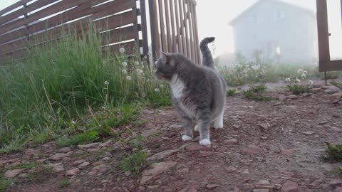 Cat and Dog friendship