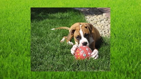 How to Take Care of a Boxer - Learn how to take care of a Boxer Dog