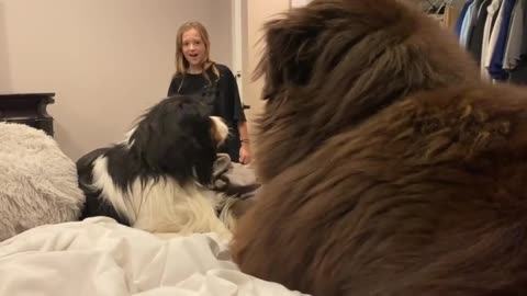 Child hilariously appalled by her two dogs smooching Dogs' attempt at hide