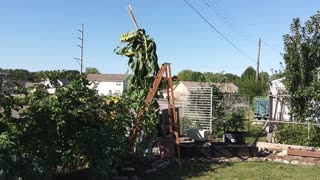 Harvesting 12 Foot Tall Sunflower 9/25/23