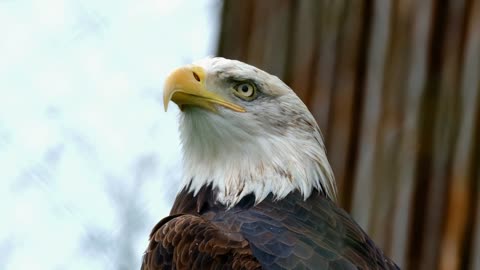 bald eagle bird