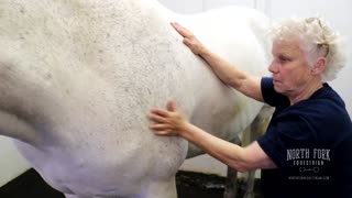 Equine Massage Therapy at North Fork Equestrian