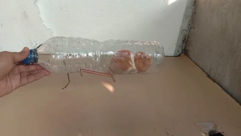 How to Make a Simple Mouse Trap From a Mineral Water Bottle